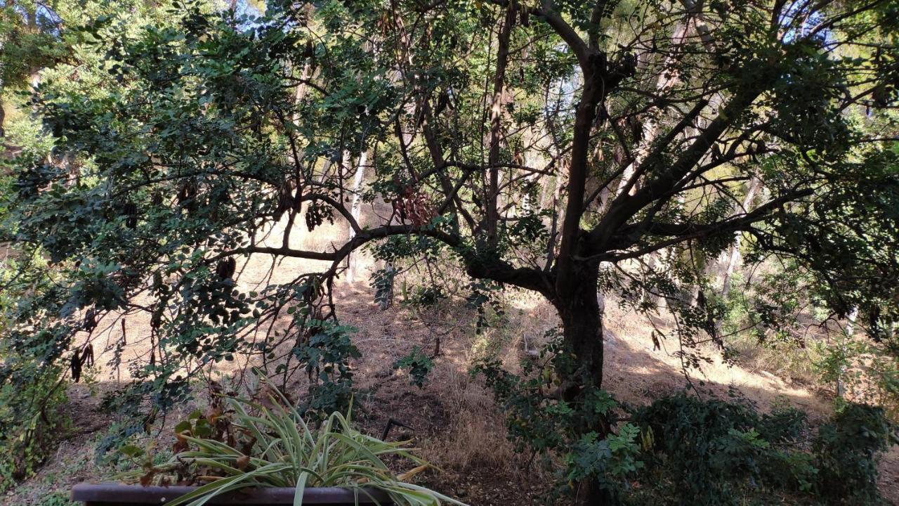 Fabulosa Casa Del Arbol Málaga Kültér fotó